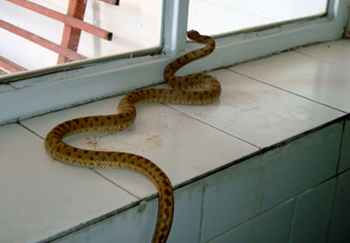 سمپاشی مار