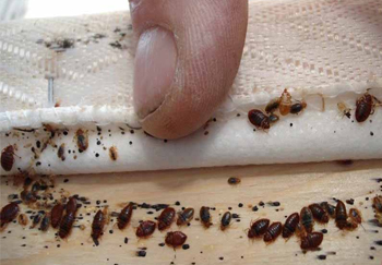 سمپاشی ساس
